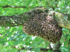 Bonifica da scia sciami di api in giardini